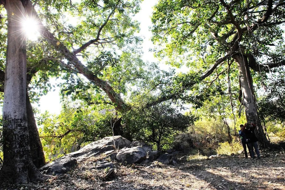 Shikar Oudi Jungle Villa