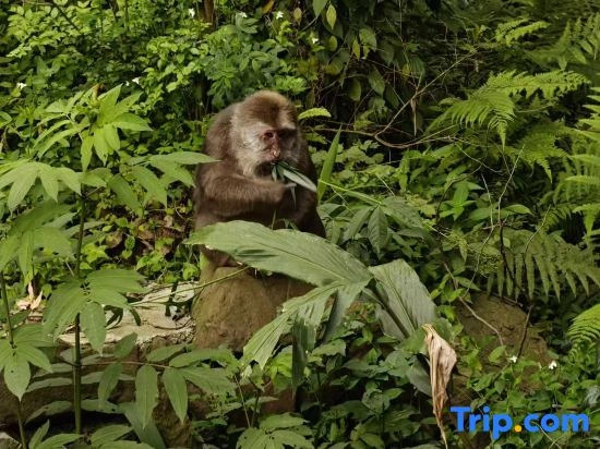 Trip.com Group Country Retreats (Mount Emei Yixi-Qingyin Joint Resort)