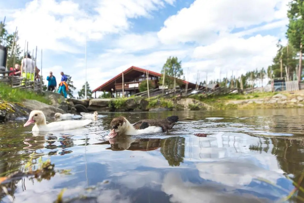 Hytter Dombås