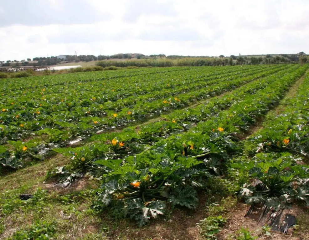 Agriturismo Agrimaccari Marzamemi-Vendicari - Esperienza autentica siciliana
