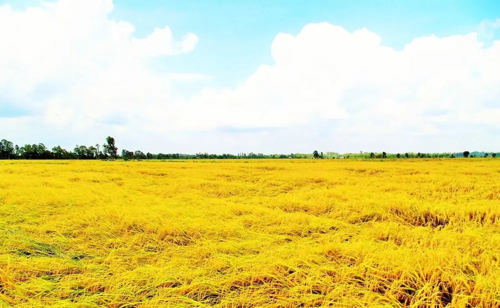 Hai Lua Homestay (Lotus Lake Homestay)