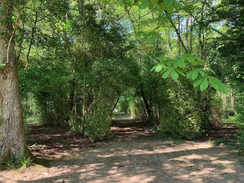lAbeaupinière