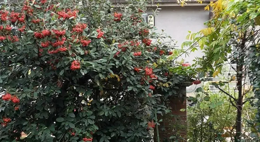 BB Nen