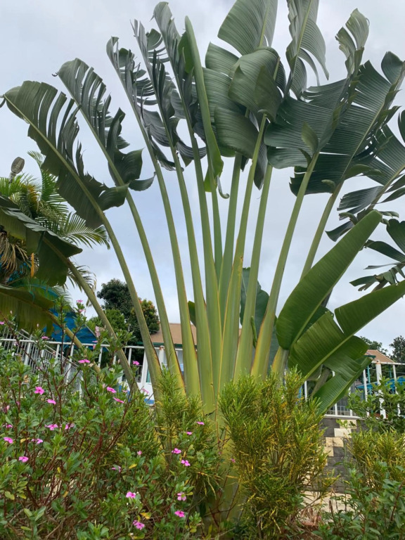 Bao Dien Hotel Garden