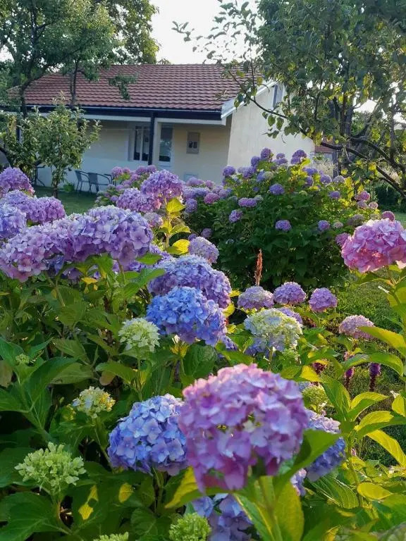 Cvjetni Apartmani