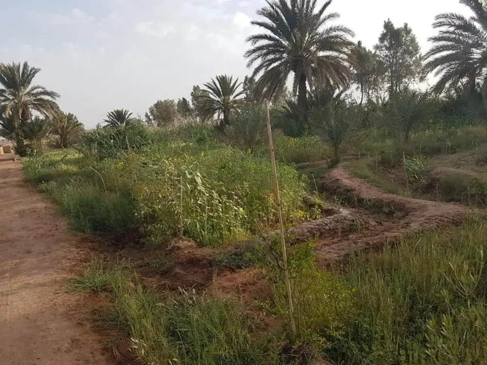 Sahara Source Vie