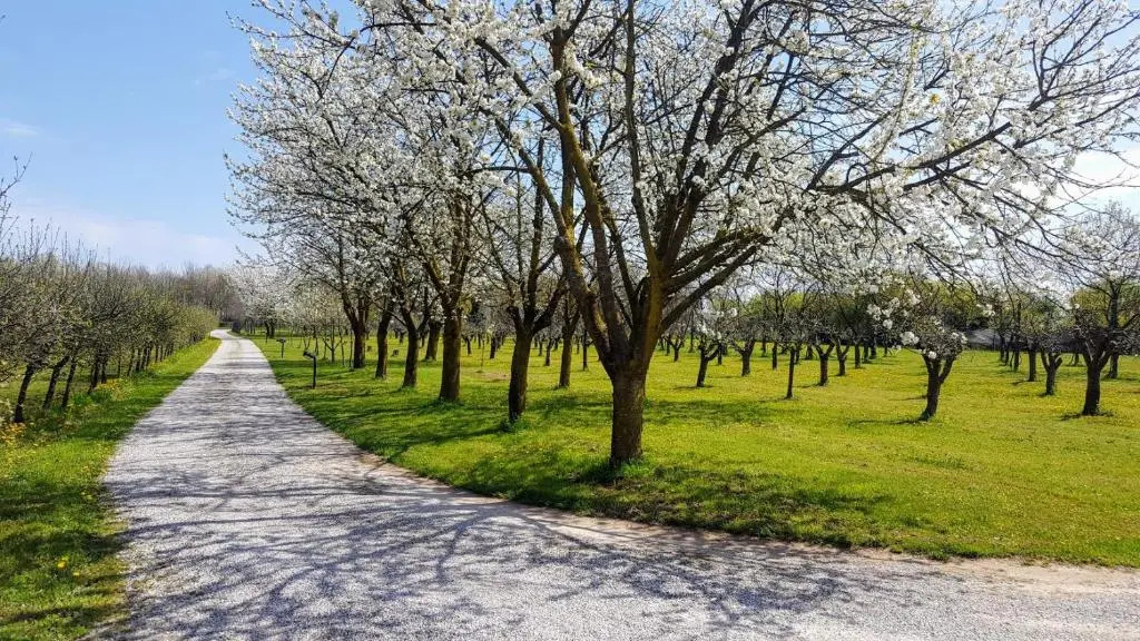 Agriturismo Borgo Borromeo