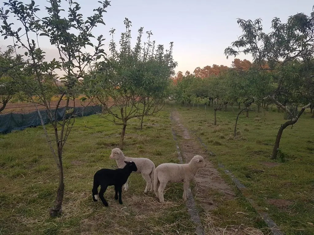 Quinta da Lage