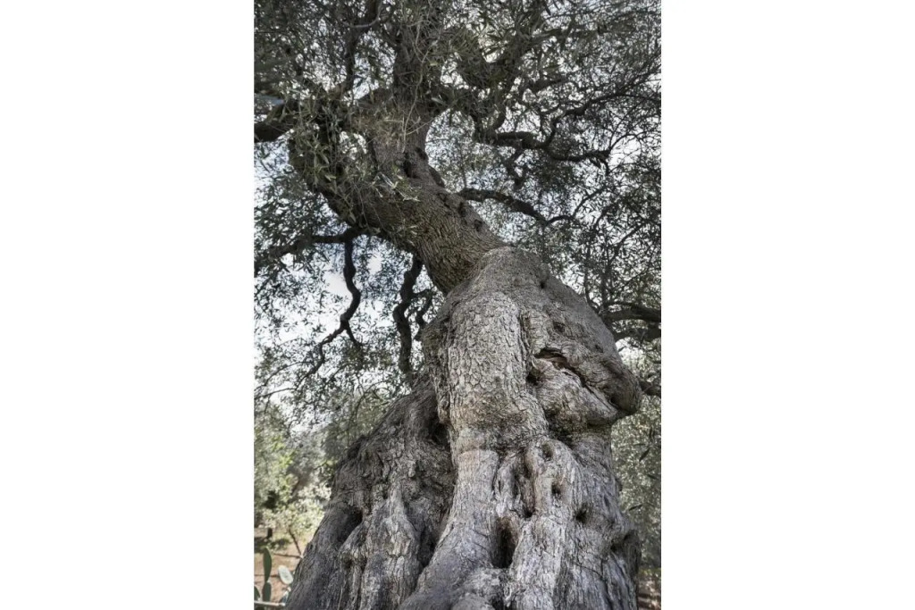 Masseria Alchimia