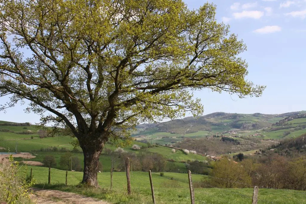 Le Clos du Jubin