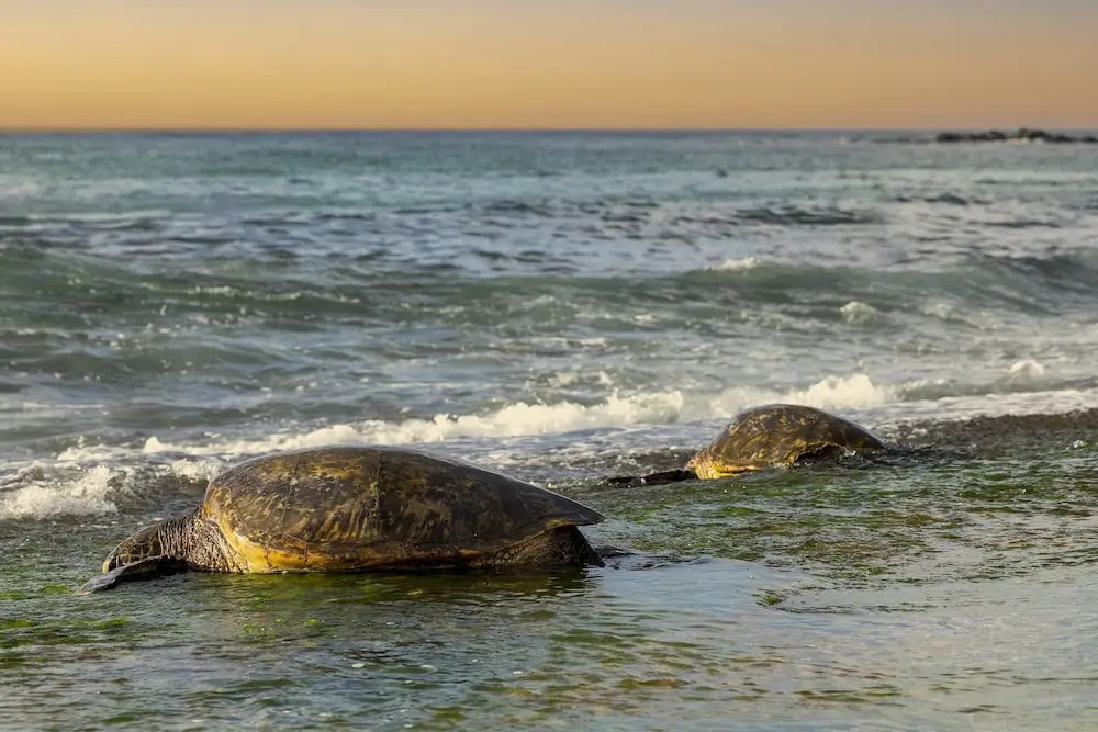 Sea Turtle Ranch 4 Bedroom Home by RedAwning