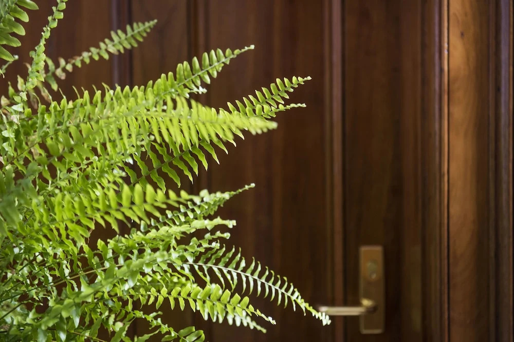 The Parkview Boutique hotel
