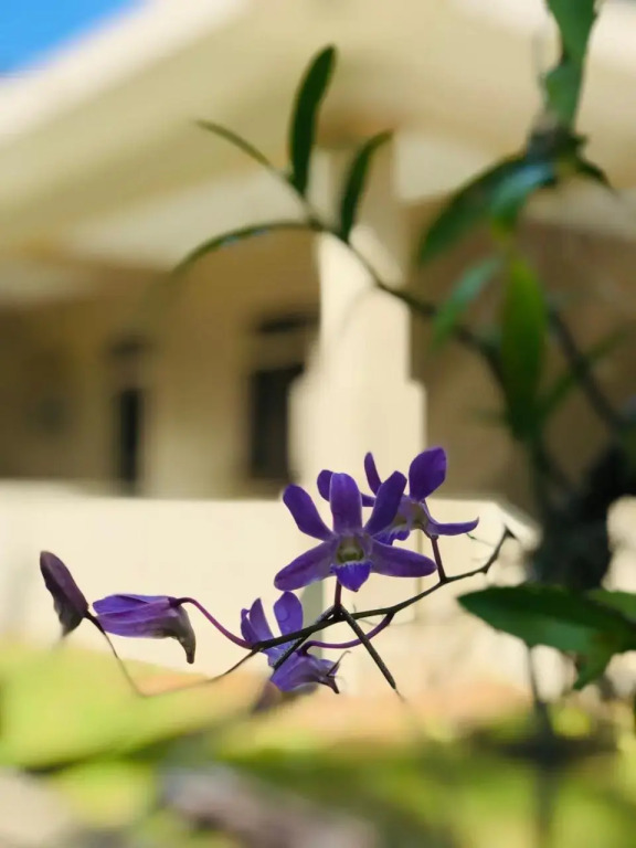 Nilupul Gardens