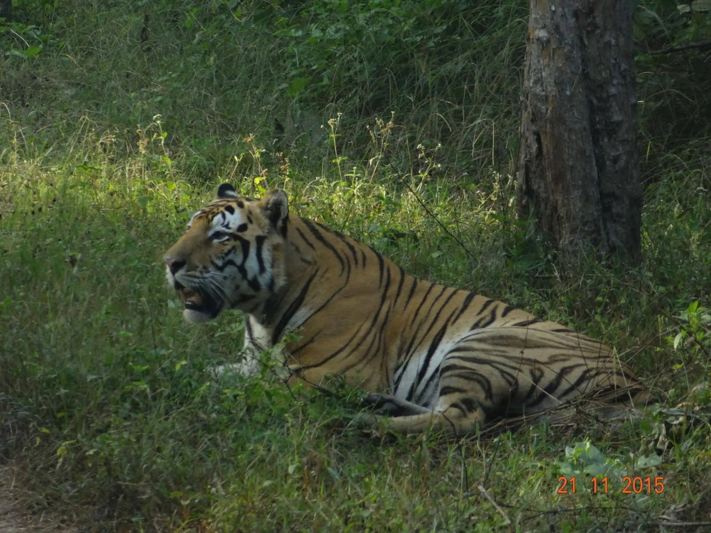 Windsor Tiger Resort
