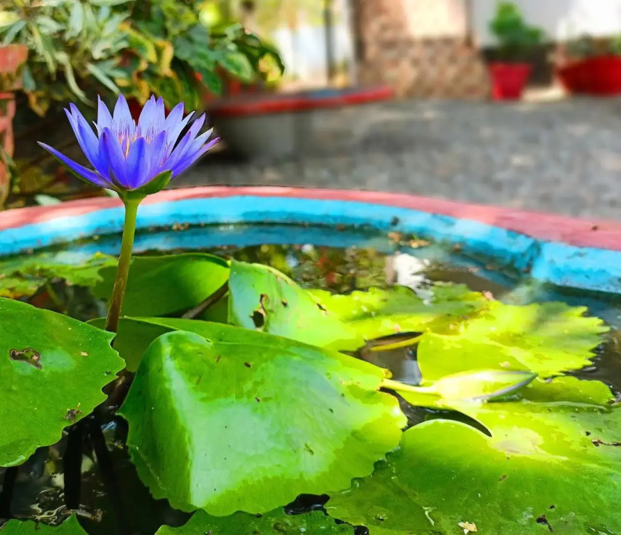 Alma Homestay