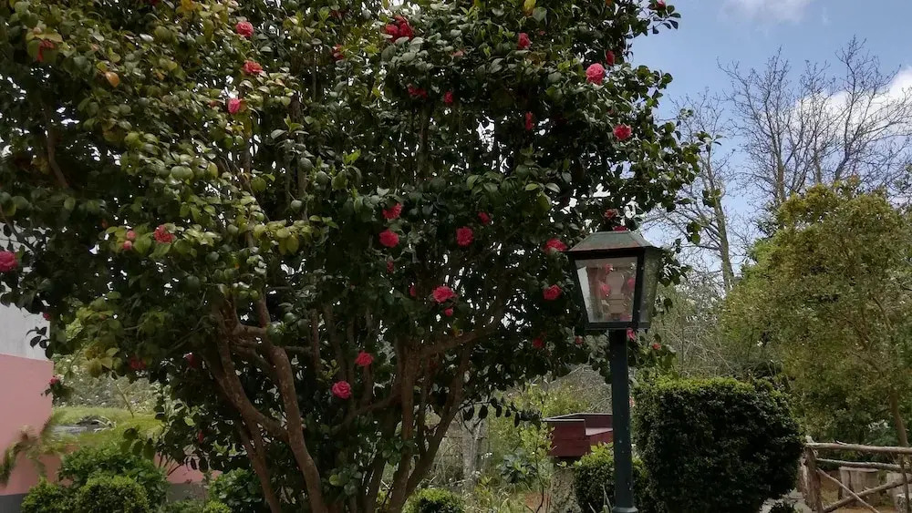 Rural House- Casa Rosa