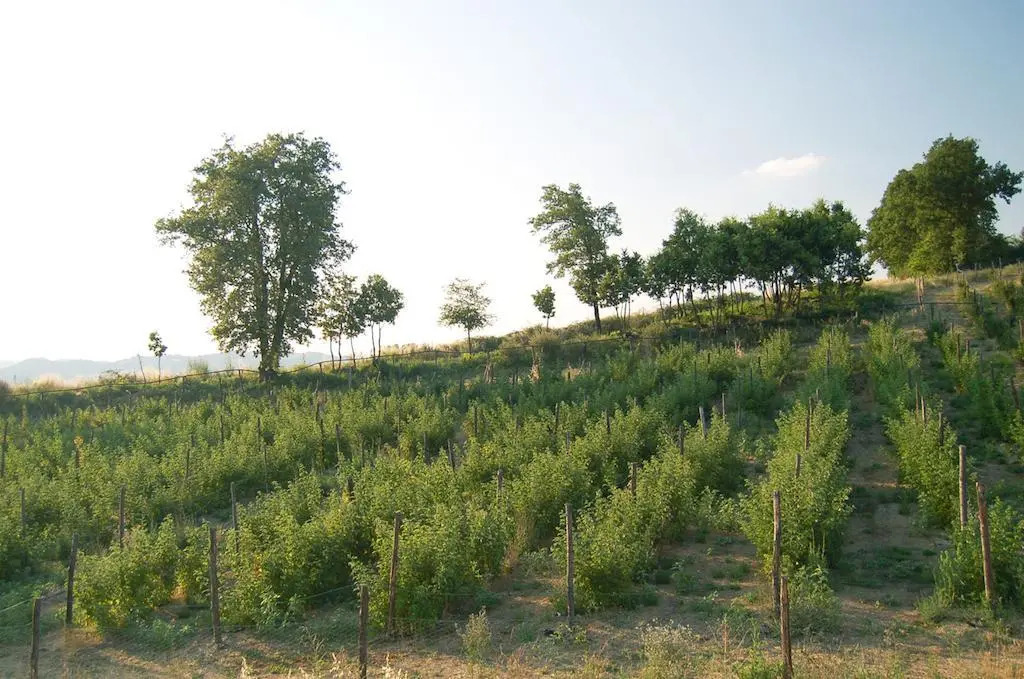 Agriturismo Il Filare