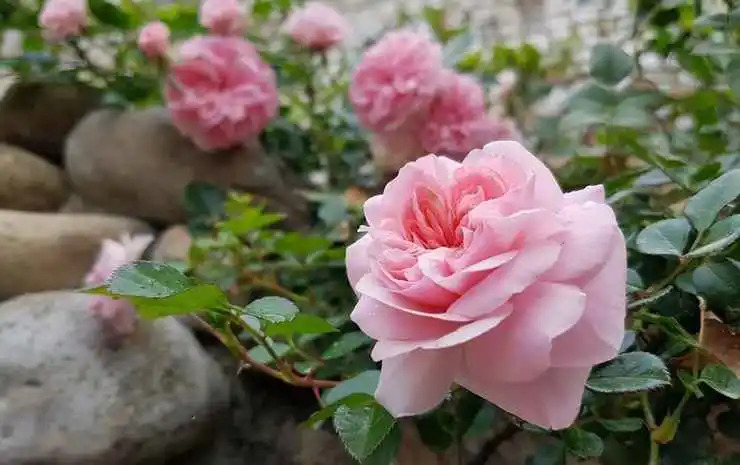 Six Six Garden - Rose Koi Homestay Dalat
