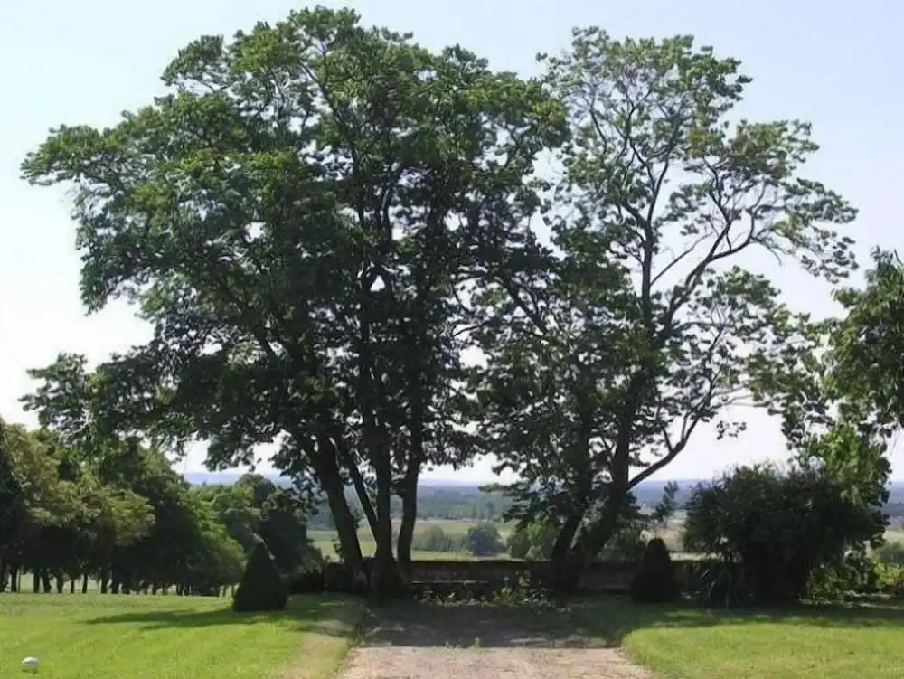 Chambres dHôtes Le Château de la Plante