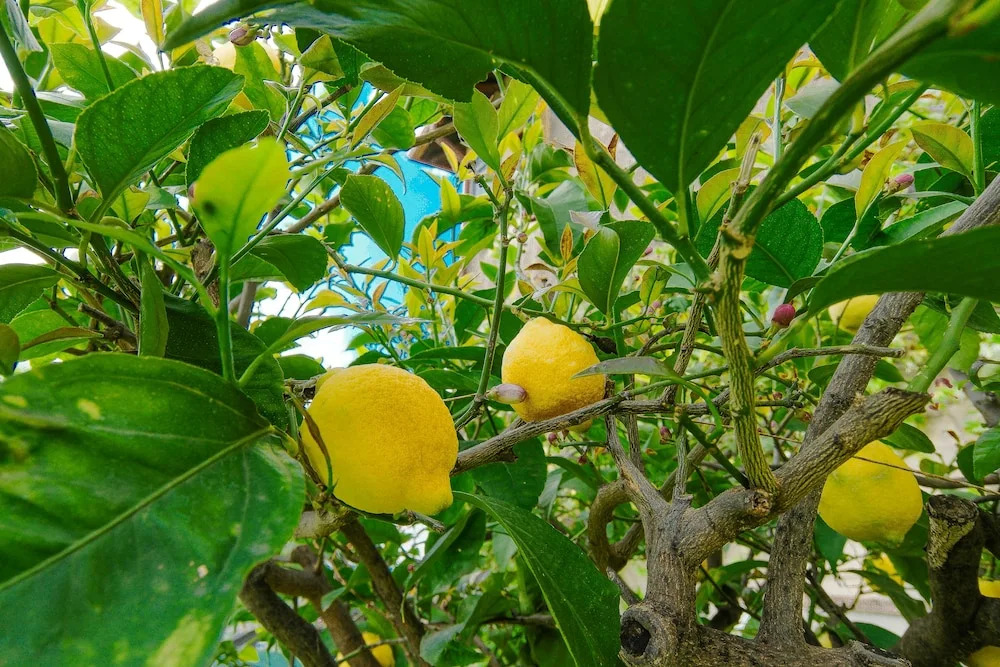 Villa Cristani