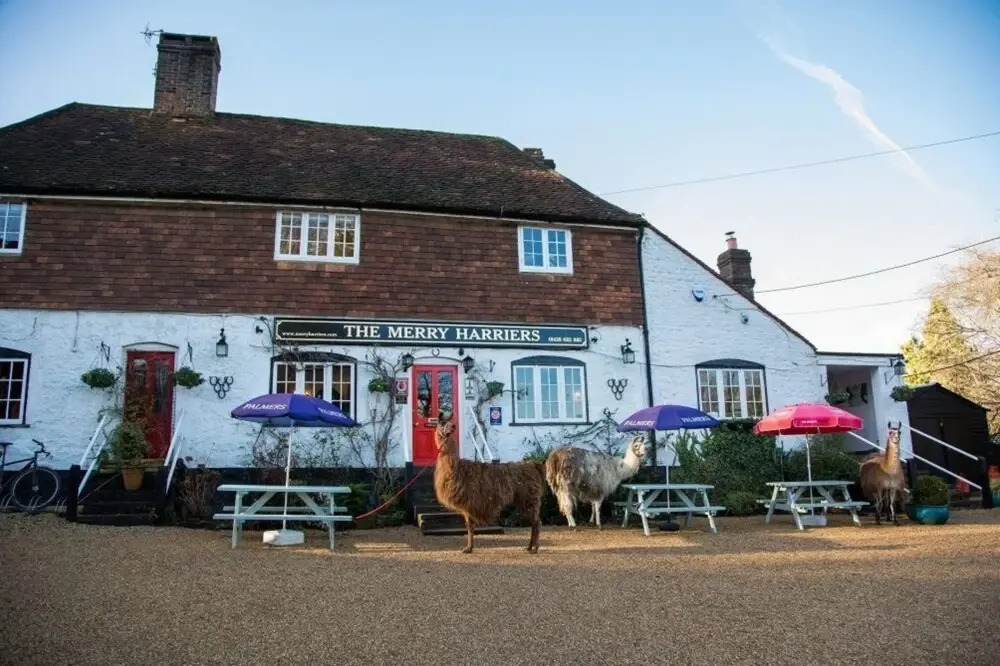 The Merry Harriers Pub