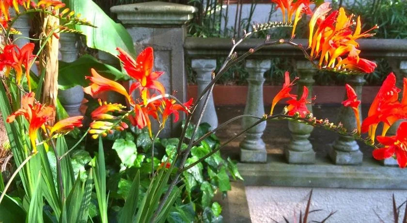 The Tropical Guesthouse