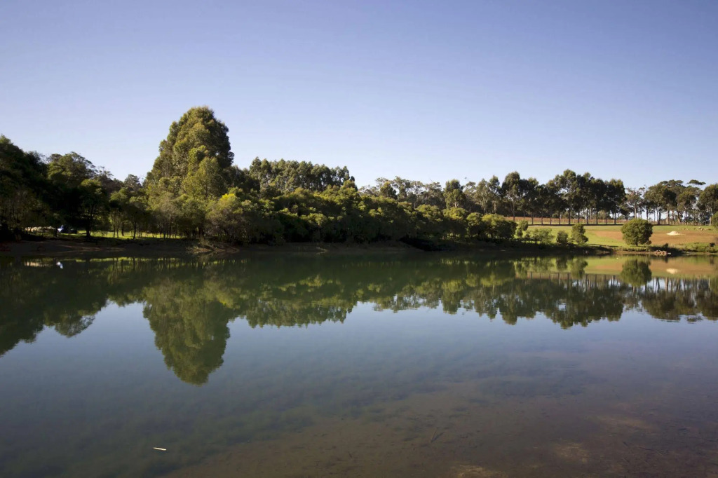 Harmony Forest Accommodation and Vineyard