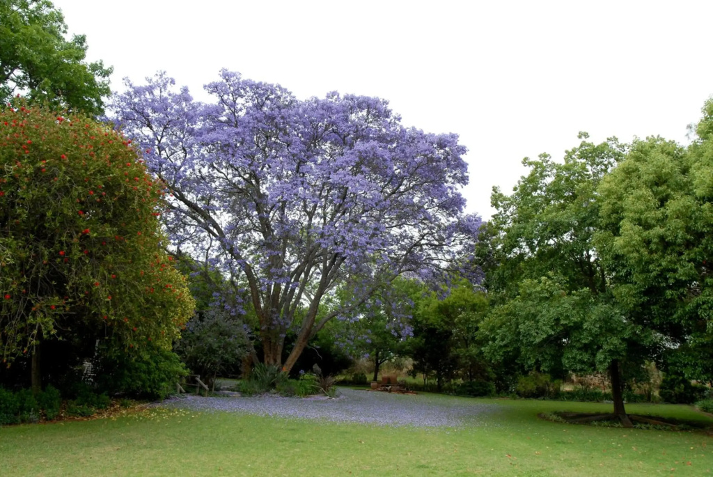 Longtom Farm Guesthouse
