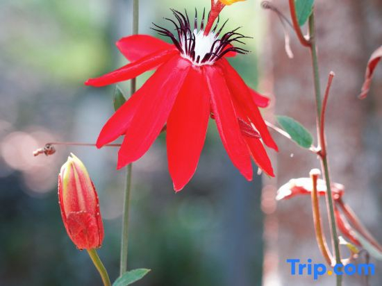 Xishuangbanna Jinghong Lansha Waiyuan Forest Hot Spring Holiday Manor