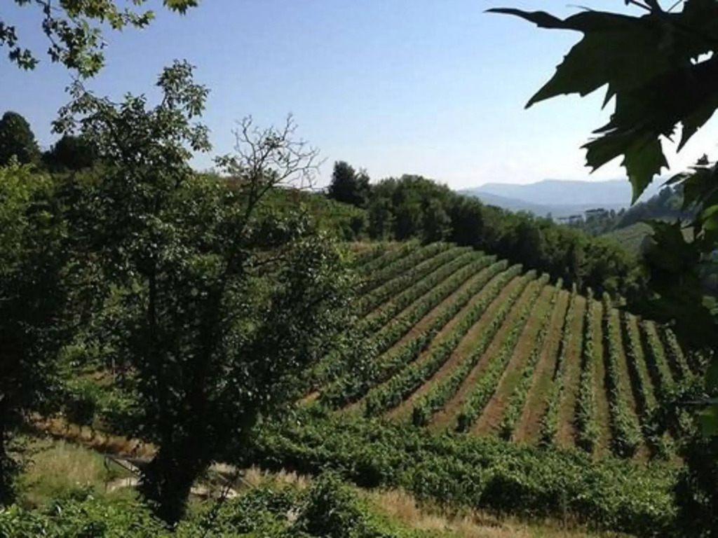 Agriturismo Costa dei Platani