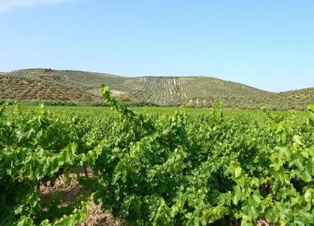 Apartment in Montilla Near Palacio Medinaceli