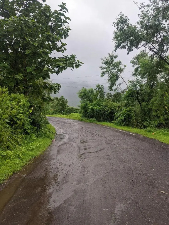 Mango Tree Farm