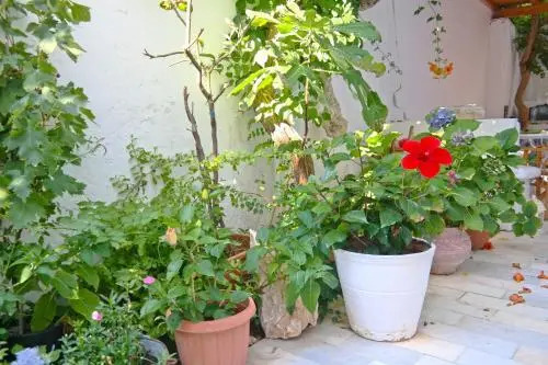 Sanoudos