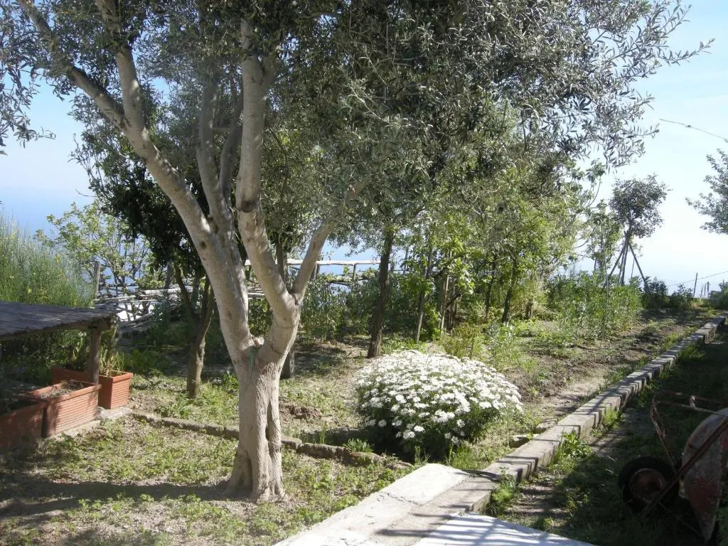 La Casa dellUlivo