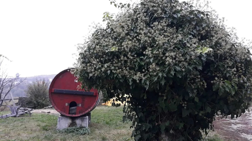 Agriturismo Cascina Binelli