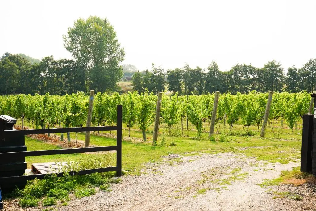 Mersea Island Vineyard