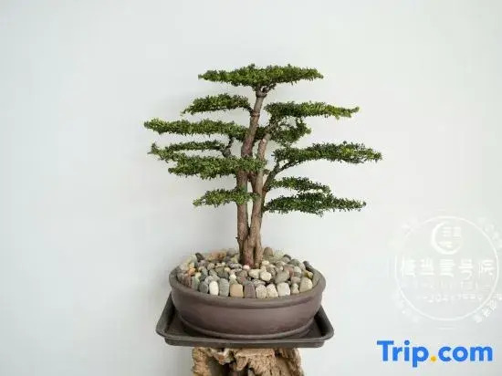 Yunlan Jiedang No.1 Courtyard Guesthouse