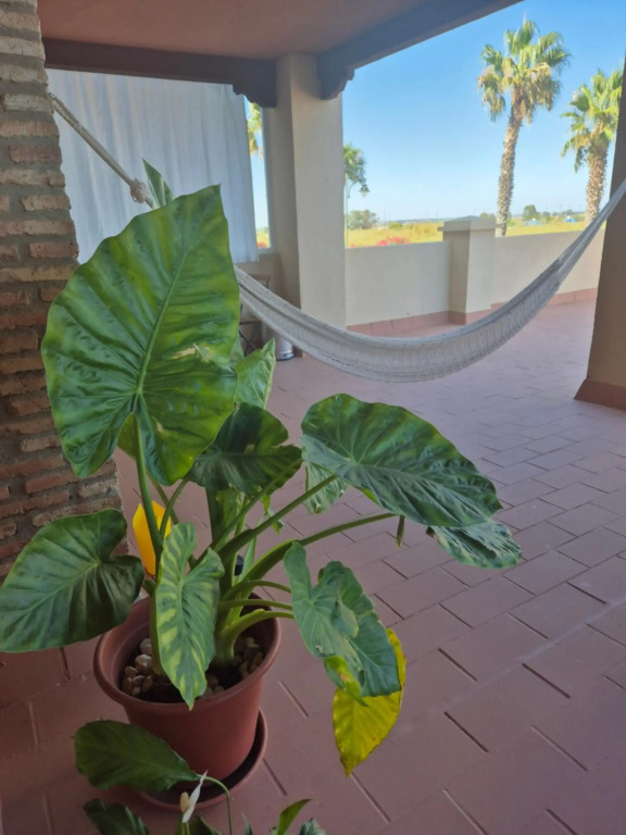 TOP APARTAMENTO! Primera línea y gran terraza