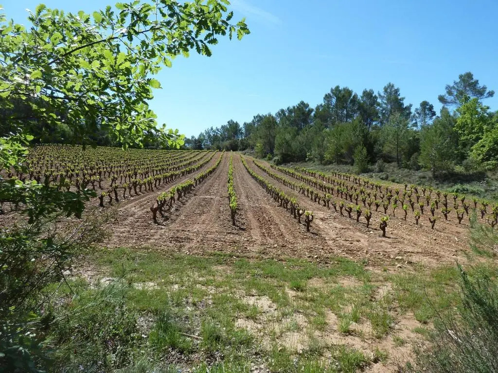 Les Vignes de Terrisse