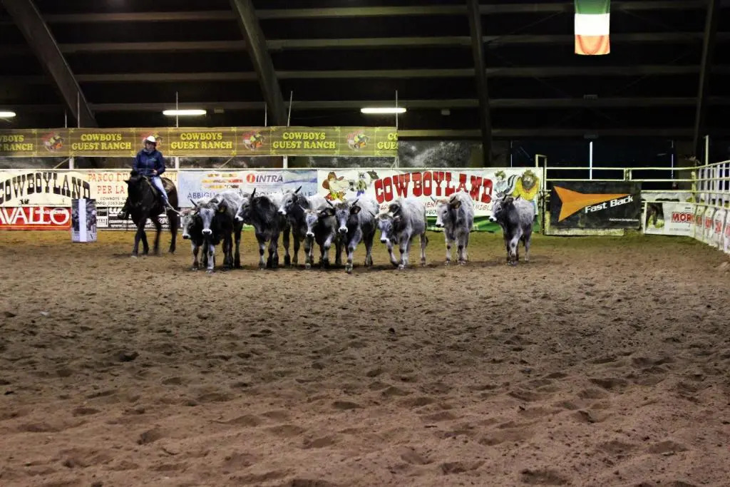 Cowboys Guest Ranch