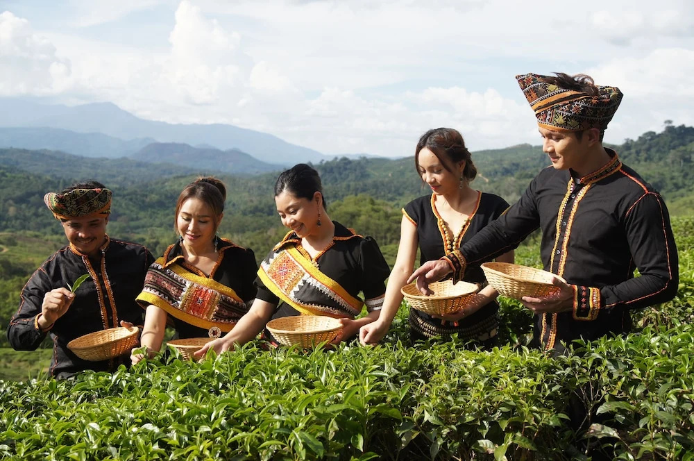 Sabah Tea Resort