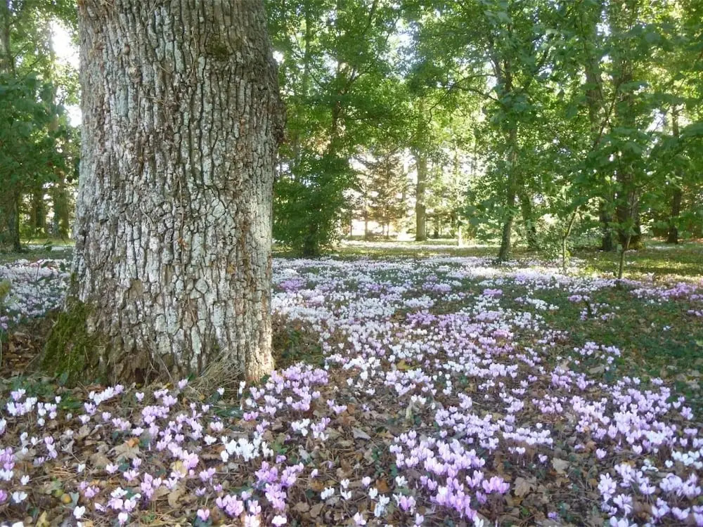 Cèdre et Charme