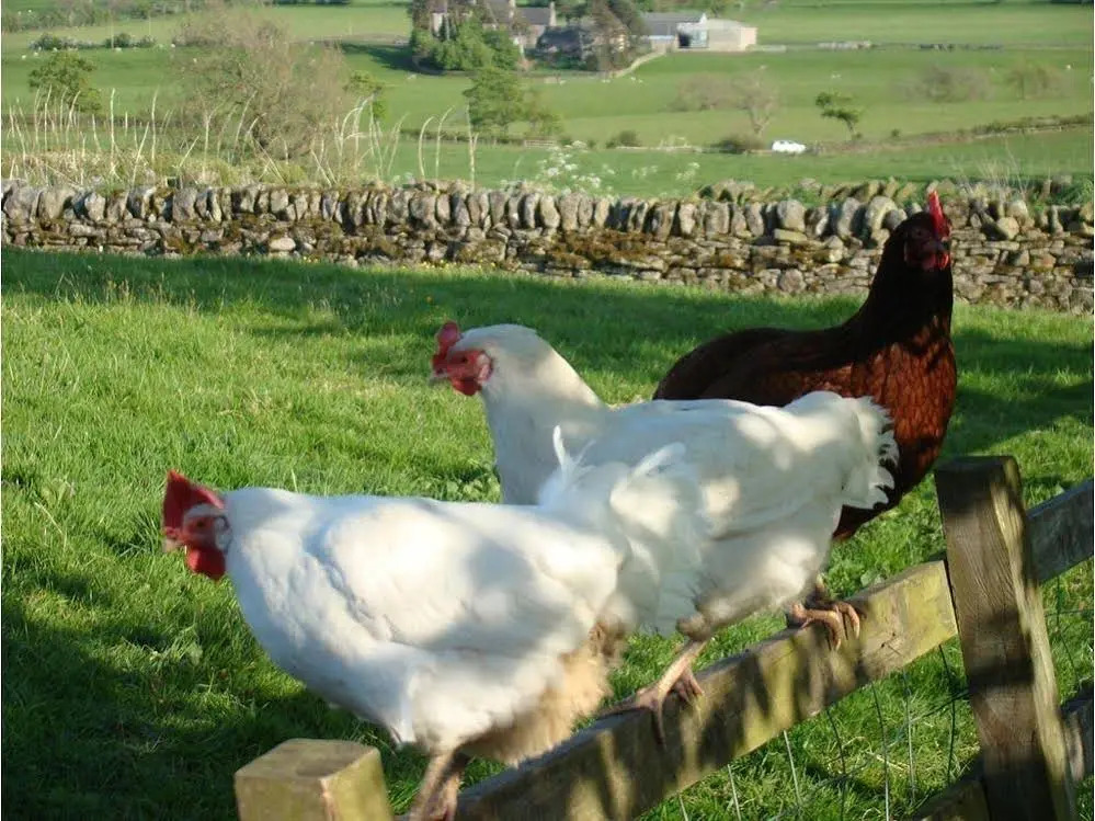 Fairshaw Rigg - BB