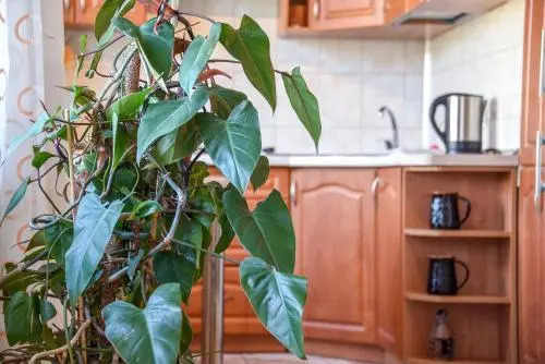 NeriesApartment No.1 Holidays By J. Basanaviciaus