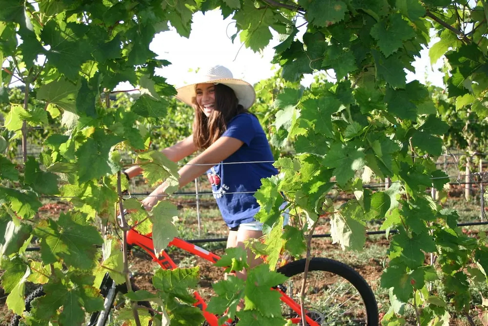 Tenuta Vigna Corallo