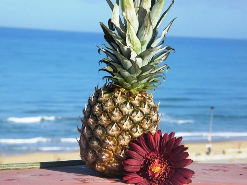 Bosco Mare