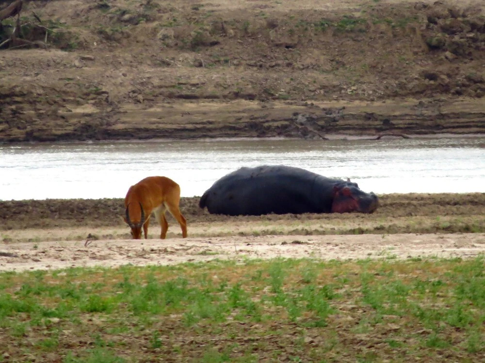 Zikomo Safari Lodge