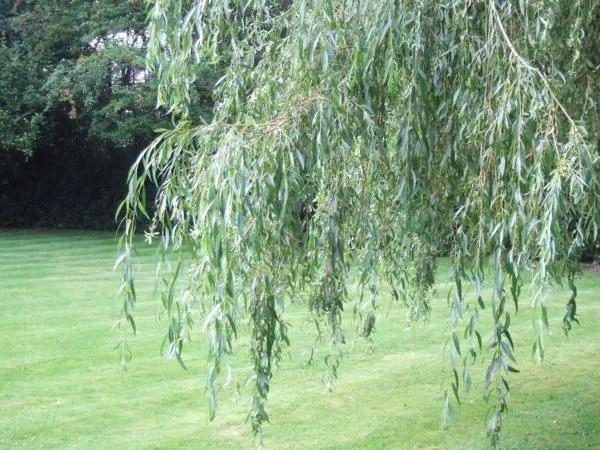The Wind in the Willows Country House Hotel