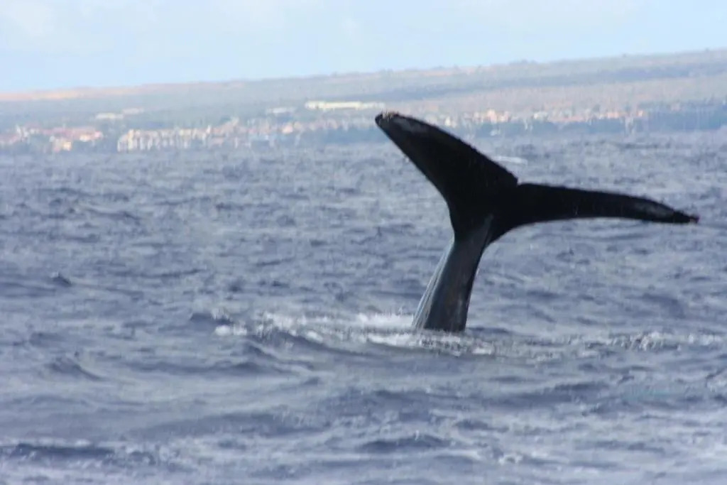 Wailea Ekolu #607