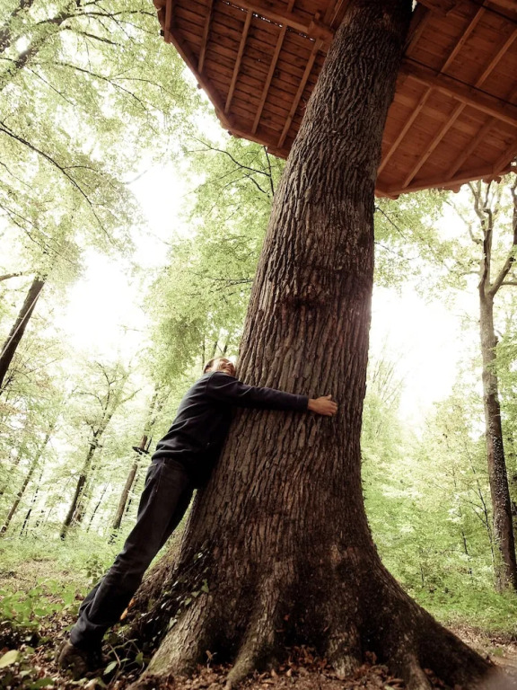 LArbre à Cabane